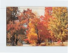 Postcard Autumn Glory picture