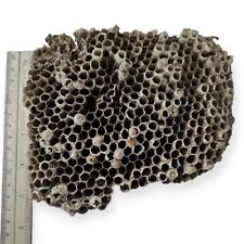 Natural Paper Wasp Nest Florida Taxidermy Crafts Decor Class Nonviable With Wasp picture
