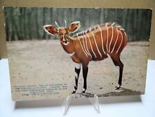 1910 Postcard Bongo Rarest African Antelope New York Zoological Park picture