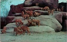 Postcard St Louis Zoological Garden Barbary Sheep picture