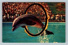 Marineland CA-California, Dolphins, Vintage Postcard picture