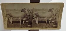 Antique 1897 Underwood Stereoview Card Humor Taking the Cream Cow Couple picture