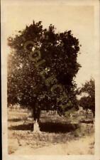 Vintage Found Snapshot Photograph  Nostalgic Glimpse of a Lone Tree Tranquility picture