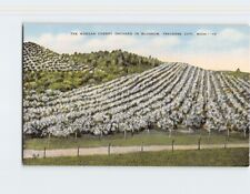 Postcard The Morgan Cherry Orchard In Blossom Traverse City Michigan USA picture