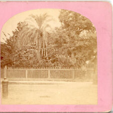 FLORIDA, Date Palm Trees, St Augustine--Stereoview X78 picture