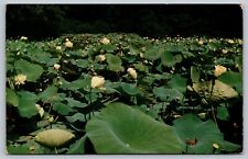 Vintage Postcard Lily Pond Humboldt Park Milwaukee Wisconsin WI picture