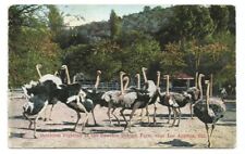 Los Angeles CA Postcard California Cawston Ostrich Farm c1910 picture