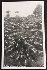 RPPC Kona HI Kona Coffee Berries Coffee Blossoms Hawaii 1950s Photo Postcard picture
