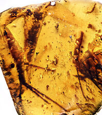 Rare Half Lizard - Two paws and tail - Fossil inclusion in Burmese Amber picture