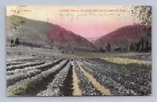 Bitter Root Valley Celery Field HAMILTON Montana Antique Hand Colored 1909 picture