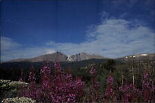Colorado Estes Park Longs Peak Fireweed flowers pretty scene ~ postcard sku733 picture