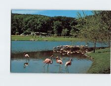Postcard Flamingo Lake Sterling Forest Gardens Sterling Forest New York USA picture