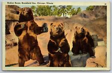 Chicago Illinois~Kodiac Bears @ Brookfield Zoo~Tichnor Vintage Linen Postcard picture
