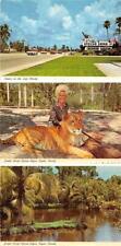 3~4X6 Postcards Naples, FL Florida JUNGLE LARRY'S AFRICAN SAFARI Sign~Jane/Lion picture