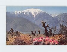 Postcard Rugged Snow-Capped Mountains Desert Cactus USA North America picture