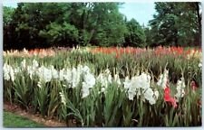 Postcard - Gladiolus, Kingwood Center - Mansfield, Ohio picture