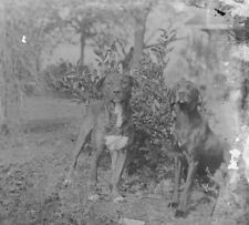 Early 1900s Good Old Hunting Dogs Glass Photo Negative picture