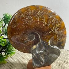 772g Rare natural polished Natural conch  specimens of Madagascar h2034 picture