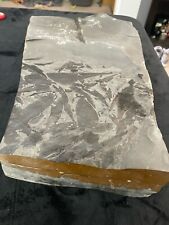 EXTREMELY RARE LARGE Important Permian Glossopteris Specimen Fossil - Antarctica picture