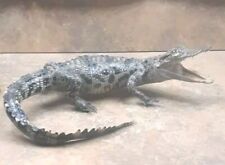 Real Crocodile Taxidermy Genuine Rare Specimen American Gator Taxidermy picture
