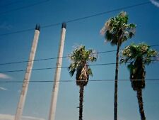 (Kc) FOUND PHOTO Photograph Snapshot 4x6 Blue Sky Palm Trees Power Lines picture