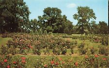 Magnificent Rose Gardens Minneapolis Minnesota Postcard picture