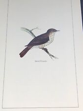 British Birds: Spotted Flycatcher Bird MORRIS Art Image A4 Print Gift picture