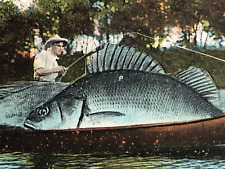Fortescue NJ Postcard Exaggerated Freak Fish Series Fishing Is Excellent Here picture