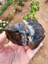 Black Petrified Wood  picture
