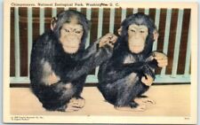Chimpanzees, National Zoological Park, Washington, District of Columbia picture