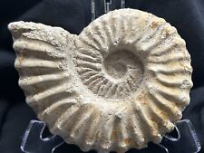 NICE 7.5” Texas Cretaceous Fossil Mortoniceras Sp Ammonite,Nice SuturesRepaired picture