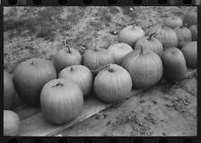 Photo:Pumpkins near Berlin, Connecticut picture