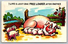 Postcard  Life Is Just One Free Loader After Another Pig Piglets Hog  Humor  picture
