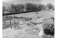 Shipping Lambs to Denver,Cimarron,Colorado,CO,Montrose County,1940,FSA,10 picture