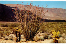 Postcard Ocotillo Thorny scarlet flowered desert flora tassle like blossoms UNP picture