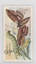 1912 Clarke's Butterflies & Moths Tobacco Privet Hawk-Moth #20 jn1 picture