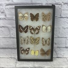 Vtg Taxidermy 12 Real Butterfly Mounted  & Box Framed In Riker Specimen Mount. picture