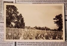 (5) Antique - Unused - RPPC - Field of Flowers - Vermont? picture