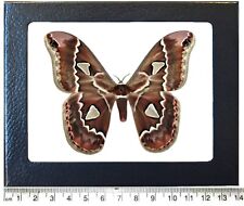 Rothschildia cincta saturn moth Arizona FRAMED picture