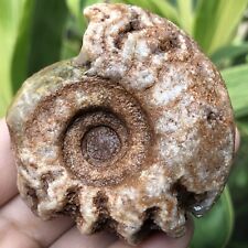 AMAZING Whole Permian Ammonite Fossil Rough Mollusca from Timor Leste 110Gr picture
