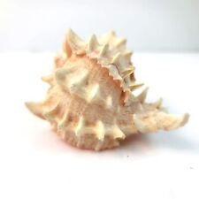 Pink Murex Conch Conus Marmoreus Bandaus Lamarch Shell Vintage JH1361 picture