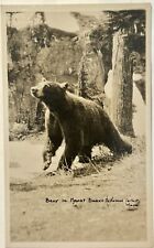 Bear In Mount Baker National Forest. Washington. Real Photo Postcard. RPPC picture