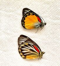 One Pair Delias Oraia butterflies picture