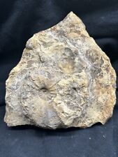RARE Texas Fossil Conlinoceras (Calycoceras) Ammonite+Fish Vertebra On 7” Slab picture
