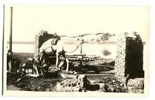 RPPC Postcard Camel c. 1930s picture
