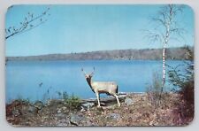 Native deer are plentiful In The Pocono Mountains of Pennsylvania Postcard 2963 picture