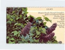 Postcard Beautiful Lilacs New Hampshire State Flower picture