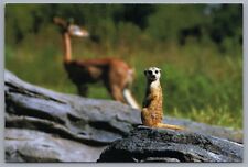 Meerkat Animal Kingdom Disney World 4x6 Postcard picture