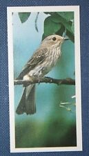 SPOTTED FLYCATCHER   Colour Photocard   picture