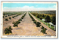 c1920's Orange and Grapefruit Holly Hill Groves Davenport Florida FL Postcard picture